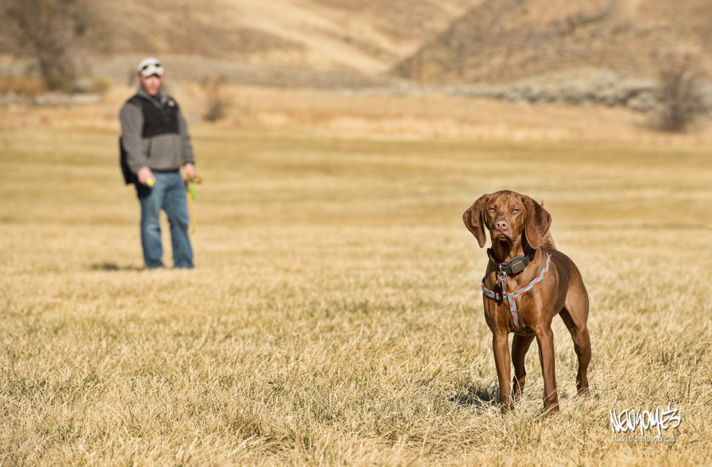 Man and Vizsla in field